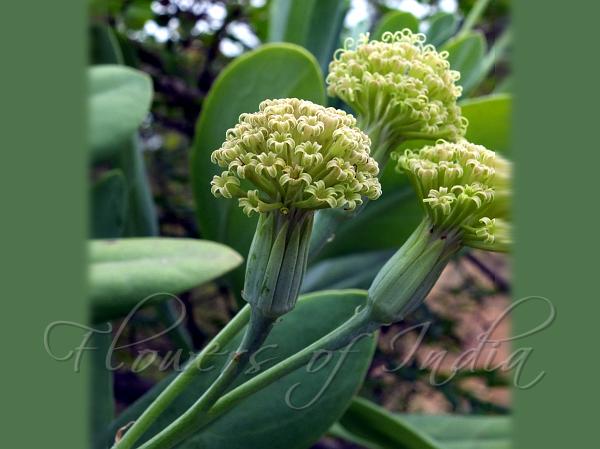 Large-Flower Kleinia